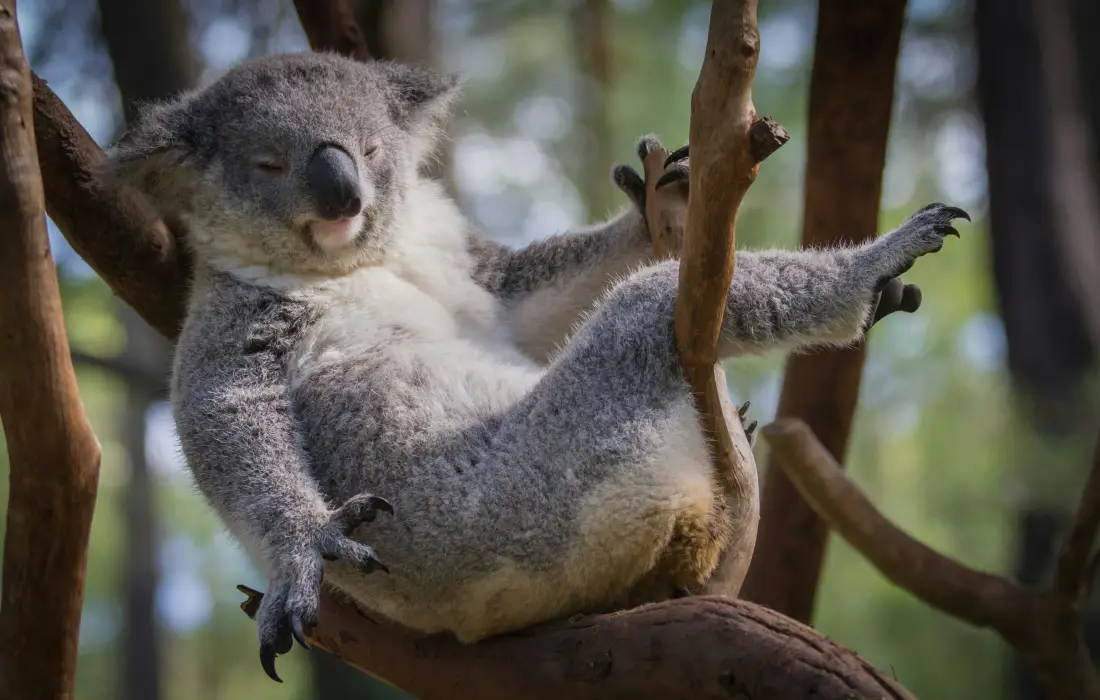 10 интересни факта за коалите